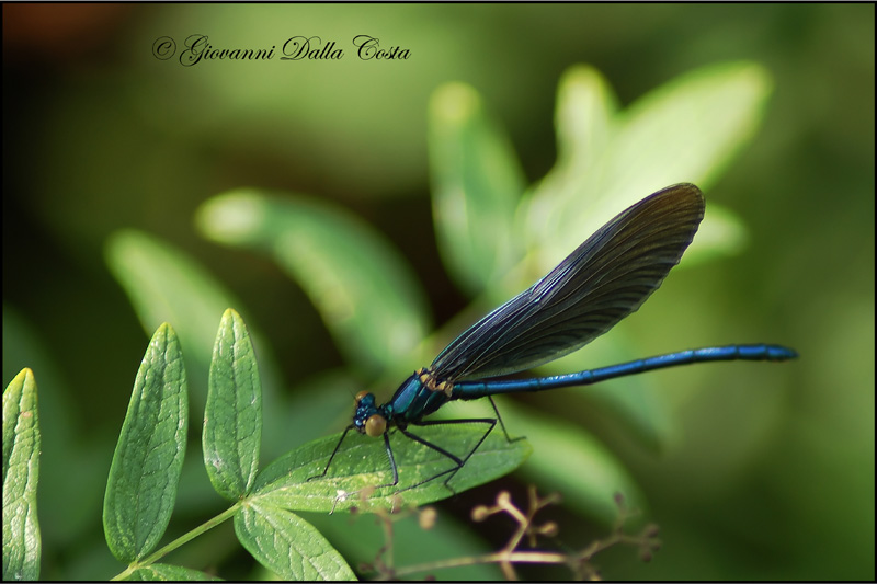 Damigelle da identificare